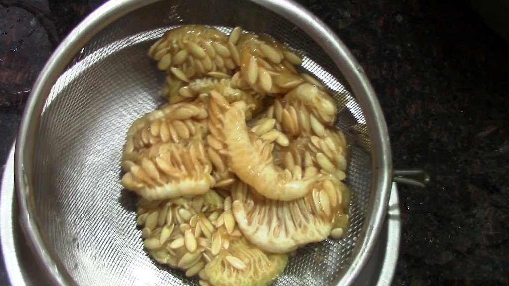 How to Make Muskmelon Seeds Milk at Home | Dairy-free Milk Recipe 5 3 1 Healthically Kitchen
