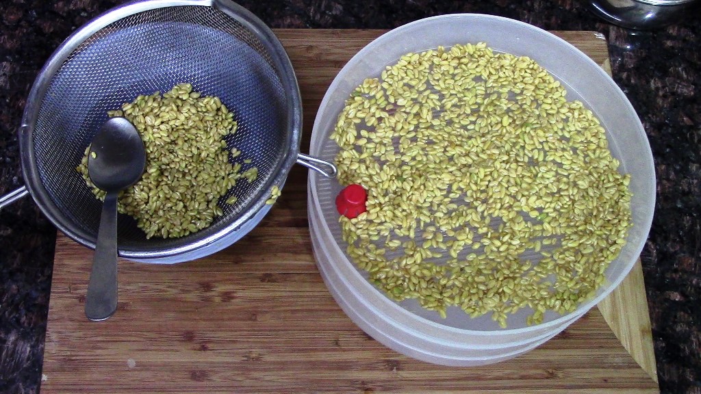 methi dana sprouts at home