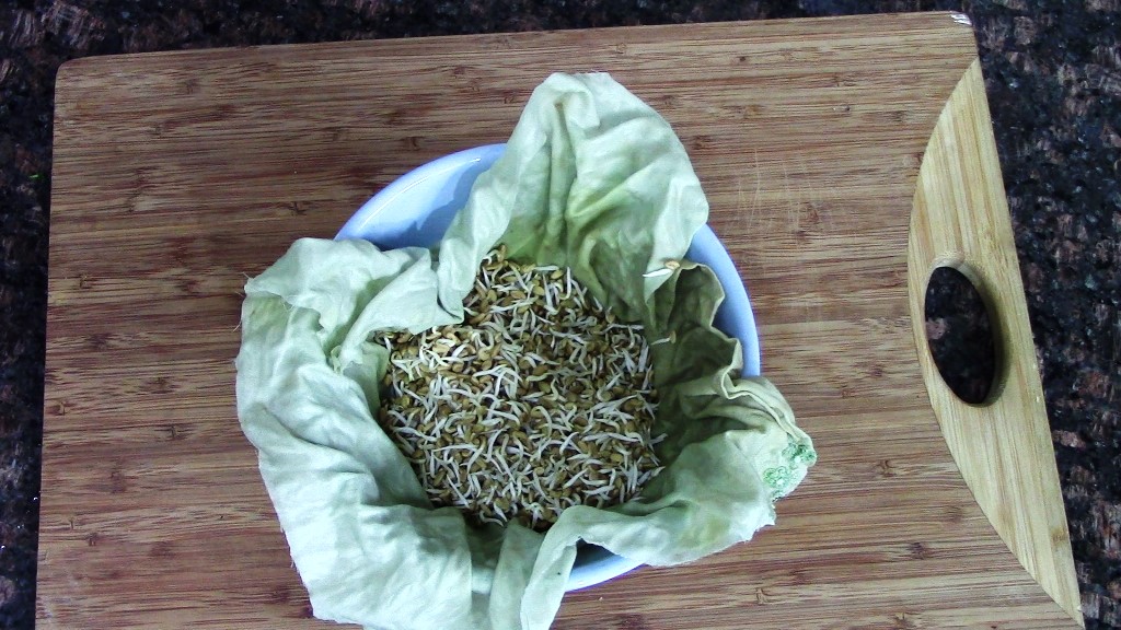 fenugreek seeds sprouts at home