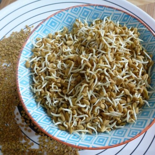 methi seeds sprouts